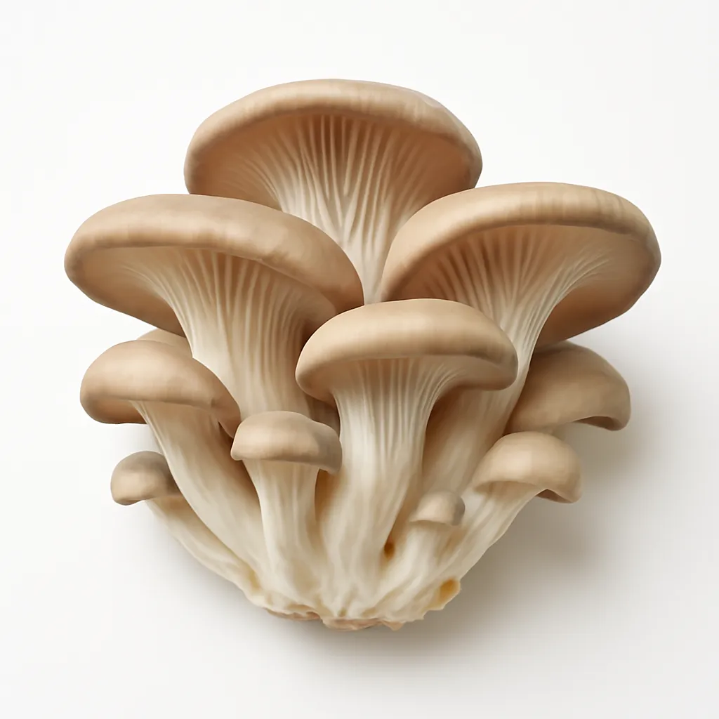 Oyster mushrooms