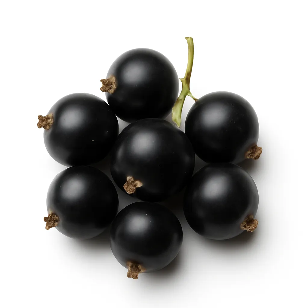 Black currant