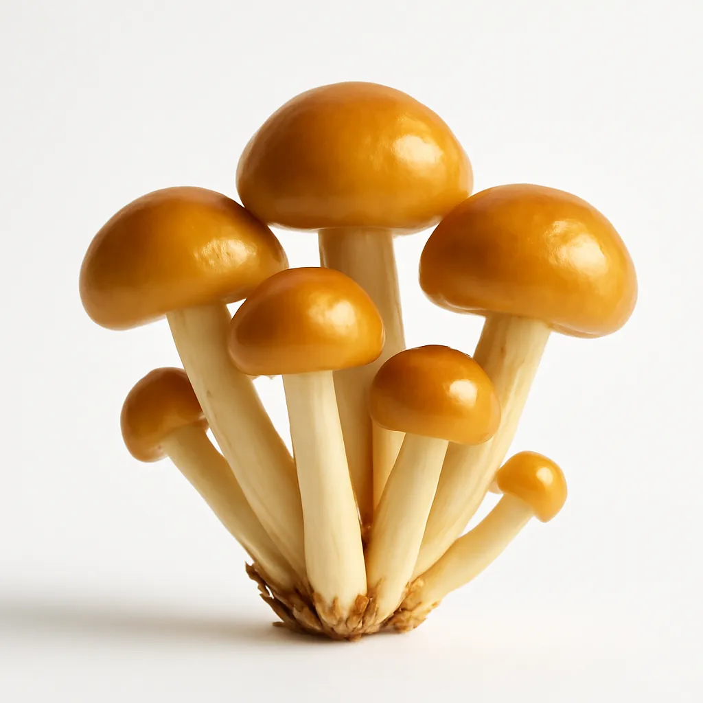 Nameko