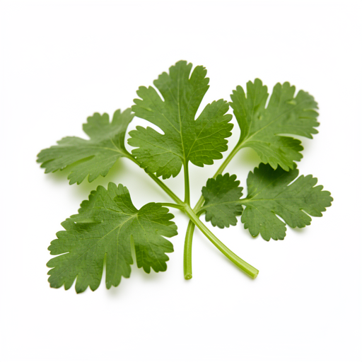 Fresh cilantro (optional)