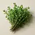 Thyme