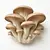 Oyster mushrooms
