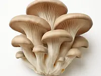 Oyster mushrooms