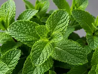 Fresh mint (leaves)