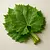 Grape leaves
