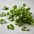 Fresh cilantro