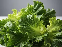 Leafy lettuce