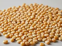 Popcorn kernels