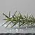 Sprig of rosemary
