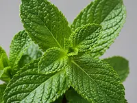 Fresh mint for decoration (optional)