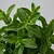 Fresh mint
