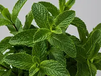 Fresh mint