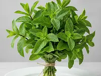 Fresh mint bunch