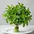 Fresh mint bunch