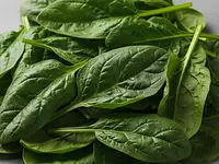 Świeży szpinak