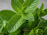 Mint leaves