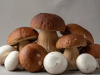 Fresh mixed mushrooms (e.g. porcini, boletus, champignons)