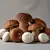 Fresh mixed mushrooms (e.g. porcini, boletus, champignons)