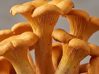 Kurki (pieprznik jadalny)