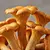 Chanterelles (Cantharellus cibarius)
