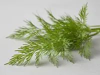 Koperek świeży (do dekoracji)