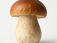 Fresh porcini mushroom