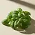Fresh basil