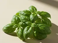 Fresh basil