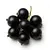Black currant
