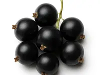 Black currant