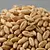 Wheat (grains)