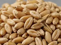 Wheat (grains)