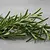 Fresh rosemary