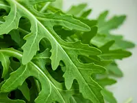 Arugula (rocket salad)