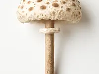 Giant puffball