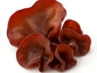 Wood ear mushroom