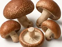 Wood ear mushrooms