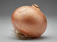 Cebula zwykła