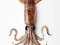 Squid