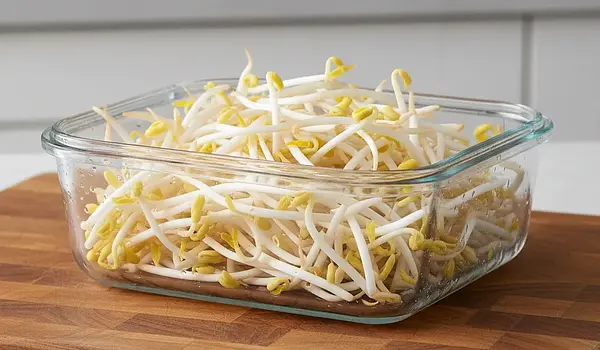 Skuteczne sposoby przechowywania kiełków fasoli mung