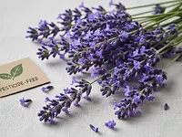 Fresh lavender flowers for decoration