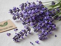 Fresh lavender flowers for decoration