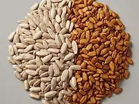 Sunflower seeds