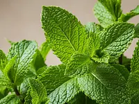 Liście mięty do dekoracji