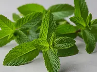 Świeże listki mięty