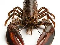 Lobsters