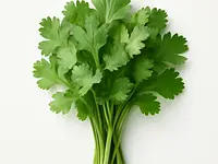 Coriander