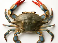 Crabs