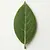 Bay leaf