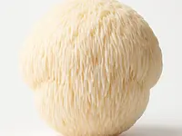 Lion's mane